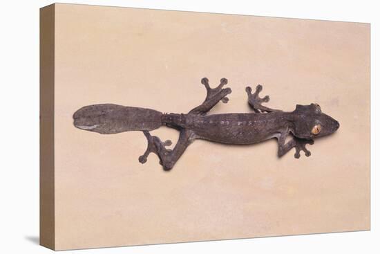 Leaf-Tail Gecko-DLILLC-Premier Image Canvas