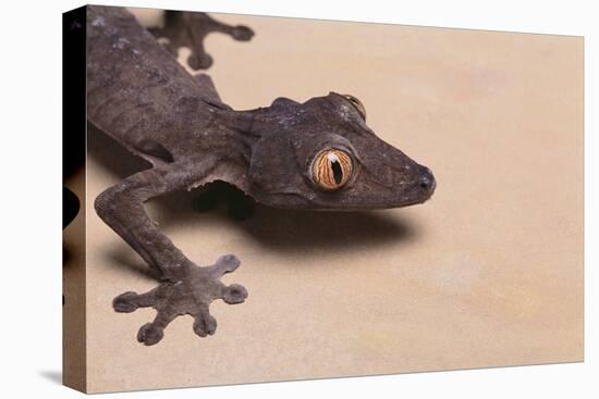 Leaf-Tail Gecko-DLILLC-Premier Image Canvas