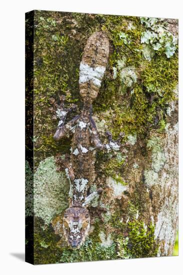 Leaf-tailed Province, Madagascar-Art Wolfe-Premier Image Canvas