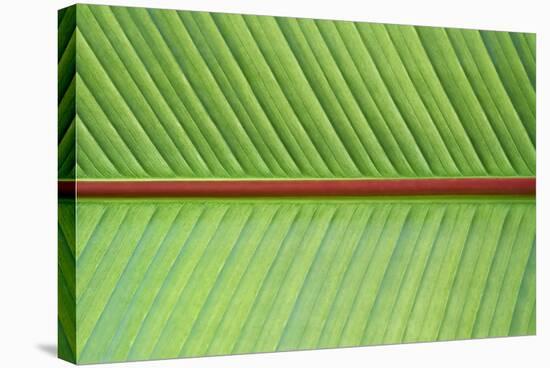 Leaf Texture V-Cora Niele-Premier Image Canvas