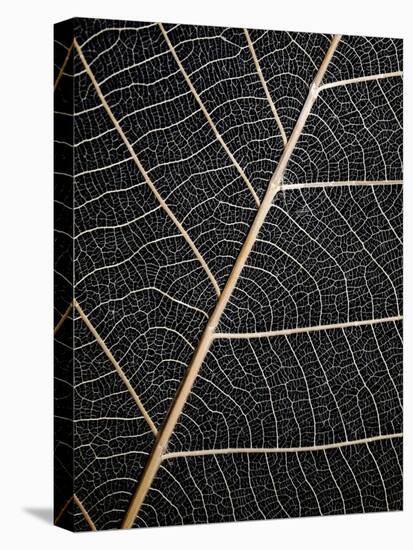 Leaf Veins-Design Fabrikken-Premier Image Canvas