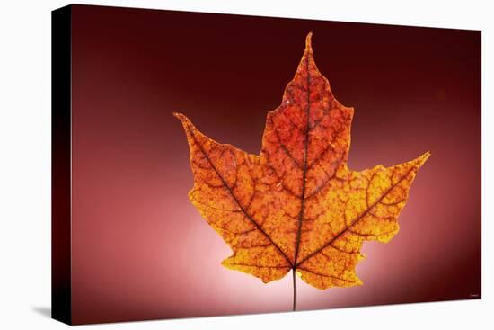 Leaf-Gordon Semmens-Premier Image Canvas