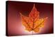 Leaf-Gordon Semmens-Premier Image Canvas