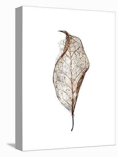 Leaf-Design Fabrikken-Premier Image Canvas