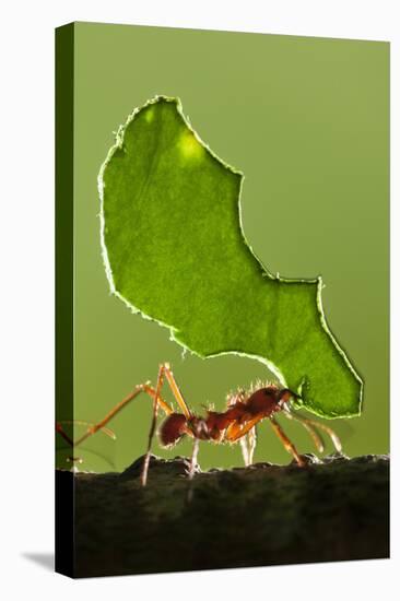 Leafcutter Ant, Costa Rica-null-Premier Image Canvas