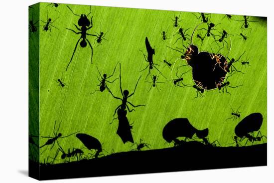 Leafcutter Ants (Atta Sp) Colony Harvesting a Banana Leaf, Costa Rica-Bence Mate-Premier Image Canvas