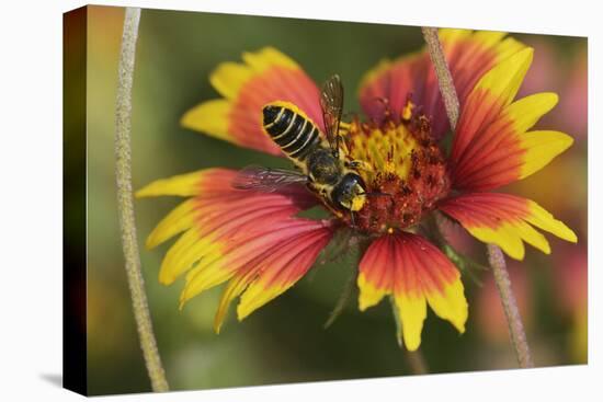 Leafcutter bee feeding on Indian Blanket, Texas, USA-Rolf Nussbaumer-Premier Image Canvas