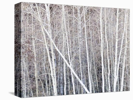 Leafless quaking aspens form a pattern, Boulder Mountain, Utah, USA-Panoramic Images-Premier Image Canvas