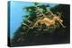 Leafly Sea Dragon-Durwood Coffey-Premier Image Canvas