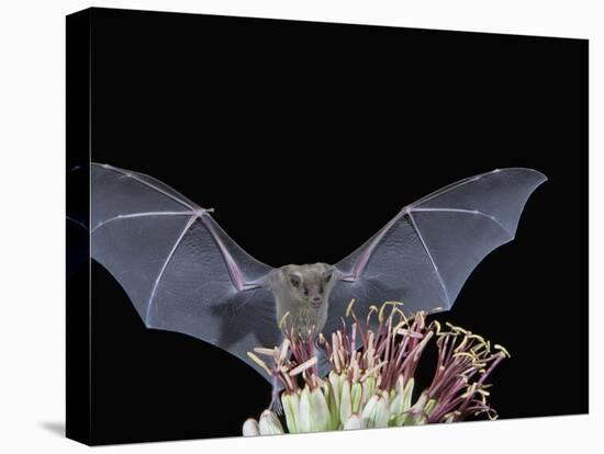 Leafnosed Fruit Bat, Arizona, USA-Alice Garland-Premier Image Canvas