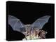 Leafnosed Fruit Bat, Arizona, USA-Alice Garland-Premier Image Canvas