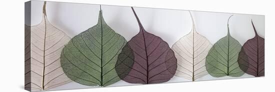 Leafy Address-Assaf Frank-Stretched Canvas