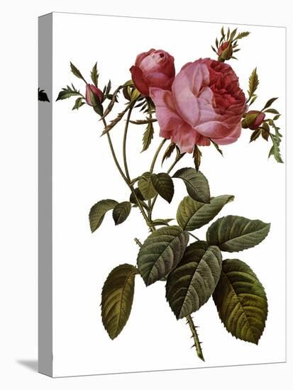 Leafy Rose-Pierre Joseph Redoute-Premier Image Canvas