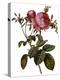 Leafy Rose-Pierre Joseph Redoute-Premier Image Canvas
