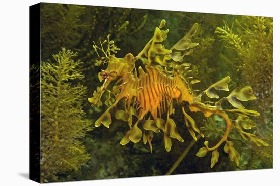 Leafy Sea Dragon-null-Premier Image Canvas