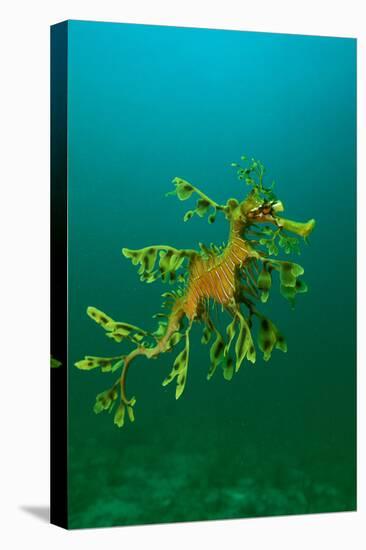 Leafy Seadragon an Example of Brilliant Camouflage-null-Premier Image Canvas
