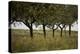 Leafy Trees in an Unmown Field-Rainer Schoditsch-Premier Image Canvas