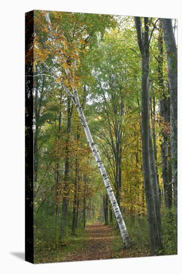 Leaning Birch Vertical-Robert Goldwitz-Premier Image Canvas