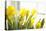 Leaning Daffodils-Karyn Millet-Premier Image Canvas