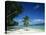 Leaning Palm Tree and Beach, Anse Severe, La Digue, Seychelles, Indian Ocean, Africa-Lee Frost-Premier Image Canvas