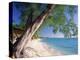 Leaning Tree Above Calm Turquoise Sea, Seven Mile Beach, Grand Cayman, Cayman Islands, West Indies-Ruth Tomlinson-Premier Image Canvas
