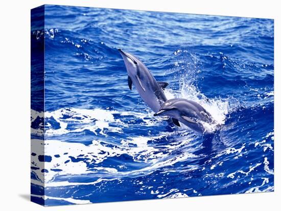 Leaping Clymene Dolphins, Gulf of Mexico, Atlantic Ocean-Todd Pusser-Premier Image Canvas