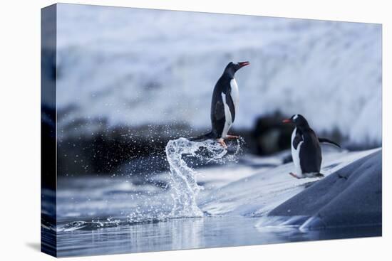 Leaping Gentoo Penguins on Wiencke Island, Antarctica-Paul Souders-Premier Image Canvas
