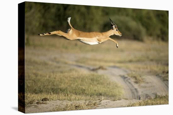 Leaping Impala, Chobe National Park, Botswana-Paul Souders-Premier Image Canvas