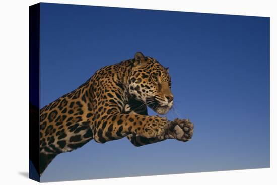 Leaping Jaguar-DLILLC-Premier Image Canvas