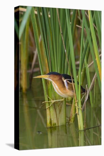 Least Bittern, Ixobrychus exilis, hunting-Larry Ditto-Premier Image Canvas