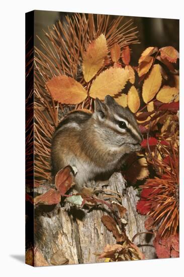 Least Chipmunk Among Leaves-null-Premier Image Canvas