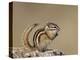 Least Chipmunk (Neotamias Minimus), Custer State Park, South Dakota, United States of America, Nort-James Hager-Premier Image Canvas