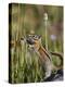 Least Chipmunk  standing and reaching, San Juan Nat'l Forest, Colorado, USA-James Hager-Premier Image Canvas