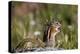 Least chipmunk (Tamias minimus) (Neotamias minimus) (Eutamias minimus), San Juan National Forest, C-James Hager-Premier Image Canvas