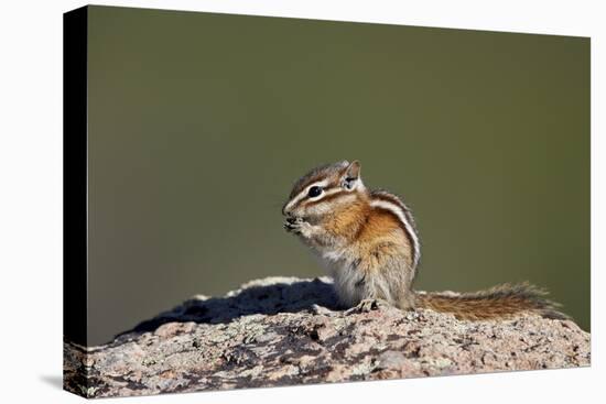 Least chipmunk (Tamias minimus) (Neotamias minimus (Eutamias minimus), San Juan National Forest, Co-James Hager-Premier Image Canvas