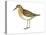 Least Sandpiper (Calidris Minutilla), Birds-Encyclopaedia Britannica-Stretched Canvas