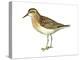 Least Sandpiper (Calidris Minutilla), Birds-Encyclopaedia Britannica-Stretched Canvas