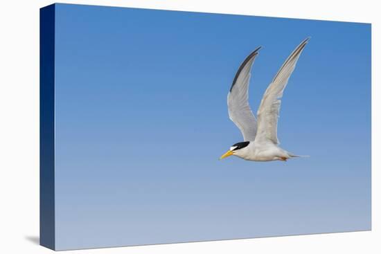 Least Tern flying, South Padre Island, Texas-Adam Jones-Premier Image Canvas