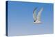 Least Tern flying, South Padre Island, Texas-Adam Jones-Premier Image Canvas