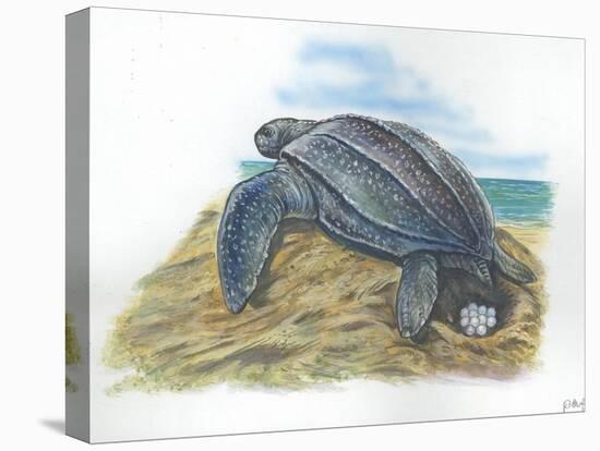 Leatherback Sea Turtle Dermochelys Coriacea Laying Eggs-null-Premier Image Canvas