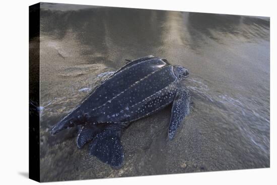 Leatherback Turtle Leaves Sea To Lay Eggs (Dermochelys Coriacea) Grand Riviere, Trinida-Pete Oxford-Premier Image Canvas