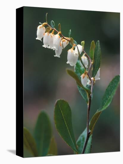 Leatherleaf, Near Jordan Pond, Acadia National Park, Maine, USA-Jerry & Marcy Monkman-Premier Image Canvas