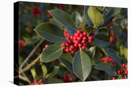 Leaves and Berries of Cotoneaster Lacteus-Natalie Tepper-Stretched Canvas