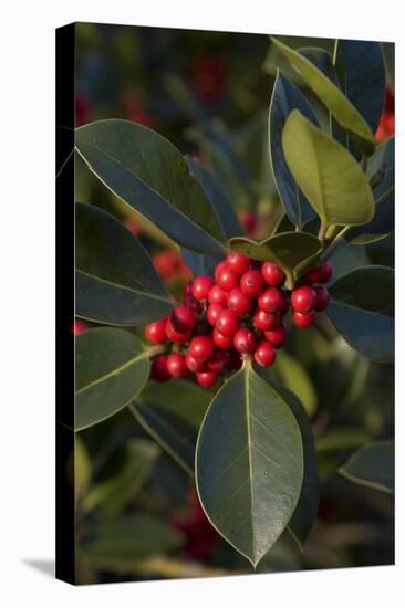 Leaves and Berries of Cotoneaster Lacteus-Natalie Tepper-Stretched Canvas