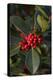 Leaves and Berries of Cotoneaster Lacteus-Natalie Tepper-Stretched Canvas