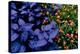 Leaves and flowers exhibit contrasting patterns-Charles Bowman-Premier Image Canvas