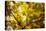 Leaves and tree branches in autumn, Baden-Wurttemberg, Germany-Panoramic Images-Premier Image Canvas