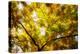 Leaves and tree branches in autumn, Baden-Wurttemberg, Germany-Panoramic Images-Premier Image Canvas