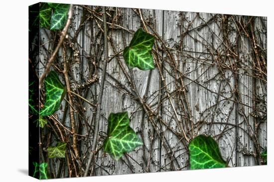 Leaves and Vines-null-Stretched Canvas