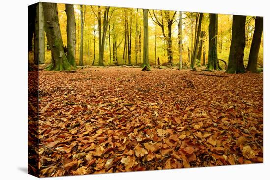 Leaves Carpet in Nearly Natural Mixed Deciduous Forest with Old Oaks and Beeches, Autumn-Andreas Vitting-Premier Image Canvas